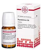 BRYOPHYLLUM D 6 Tabletten 80 St