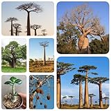 60 pcs Affenbrotbaum Pflanze Samen - balkonpflanzen winterhart mehrjährig Affenbaum Samen - Baobab Baum kräuter pflanzen bonsai topf baumsamen kübelpflanzen winterhart mehrjährig winterharte