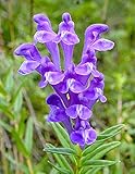 Baikal-Helmkraut - Blaues Helmkraut - Scutellaria baicalensis - 10 Samen
