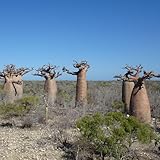 15 pcs Baobab Baum Kaufen Samen, immergrüne pflanzen winterhart Affenbrotbaum Pflanze, Affenbaum Samen, baumsamen bäume garten winterhart bonsai bäumchen kaufen, baum samen geschenke